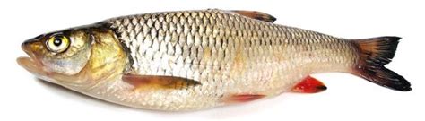 what kind of fish|Chub .
